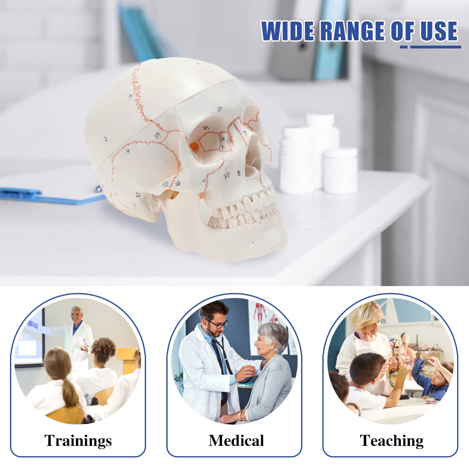 Amazon.co.jp: HINGONS 解剖学 人間の頭蓋骨モデル 着脱可能な脳 等身